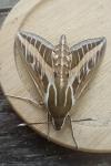 Hyles livornica