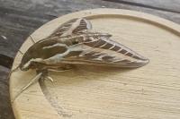 Hyles livornica