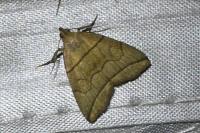 Herminia grisealis