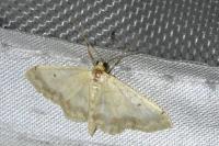 Idaea biselata