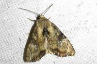 Apamea scolopacina