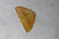 Watsonalla cultraria