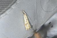 Catoptria falsella