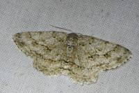 Ectropis crepuscularia