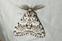Lymantria monacha