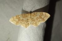Hydrelia flammeolaria