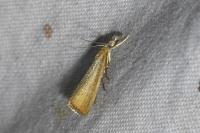 Agriphila straminella