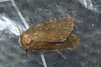 Rusina ferruginea