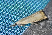 Chrysoteuchia culmella