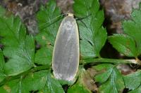 Collita griseola