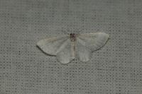 Asthena albulata