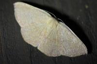 Cyclophora