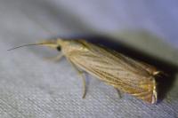 Chrysoteuchia culmella