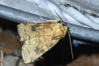 Atypha pulmonaris
