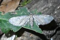 Eupithecia