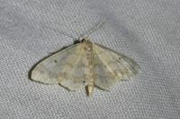 Idaea biselata