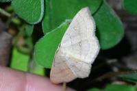 Cyclophora linearia
