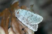 Hoplodrina respersa
