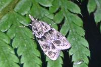 Eudonia mercurella