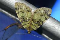 Hydriomena furcata