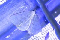 Cabera pusaria