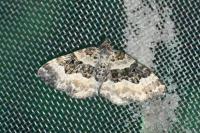 Epirrhoe rivata