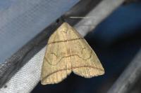 Herminia grisealis