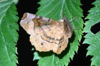 Selenia tetralunaria