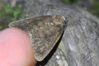Rusina ferruginea