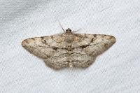 Peribatodes perversaria