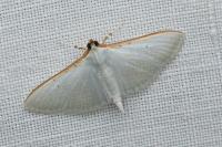 Palpita vitrealis