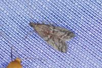 Ephestia
