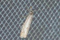 Crambus lathoniellus