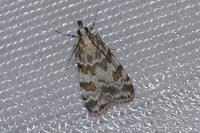 Scoparia pyralella