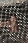 Acrobasis consociella