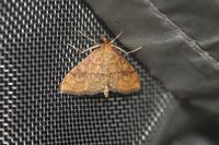 Anania verbascalis