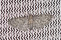 Eupithecia haworthiata