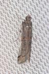 Pempelia palumbella