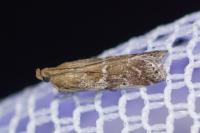 Delplanqueia dilutella/inscriptella