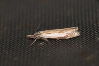 Crambus pascuella