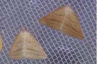 Petrophora chlorosata