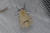 Spilarctia lutea