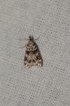 Eudonia delunella