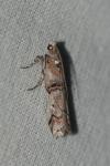 Pempelia palumbella