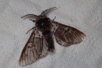 Furcula
