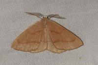 Hylaea fasciaria
