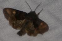 Euplexia lucipara