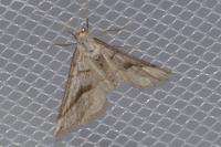 Scotopteryx luridata/mucronata