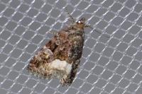 Deltote pygarga