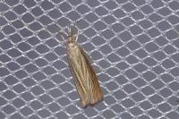 Chrysoteuchia culmella